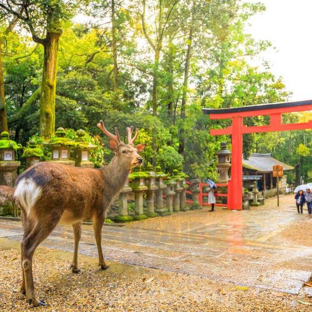 Feeding the deer in Nara Park, Japan