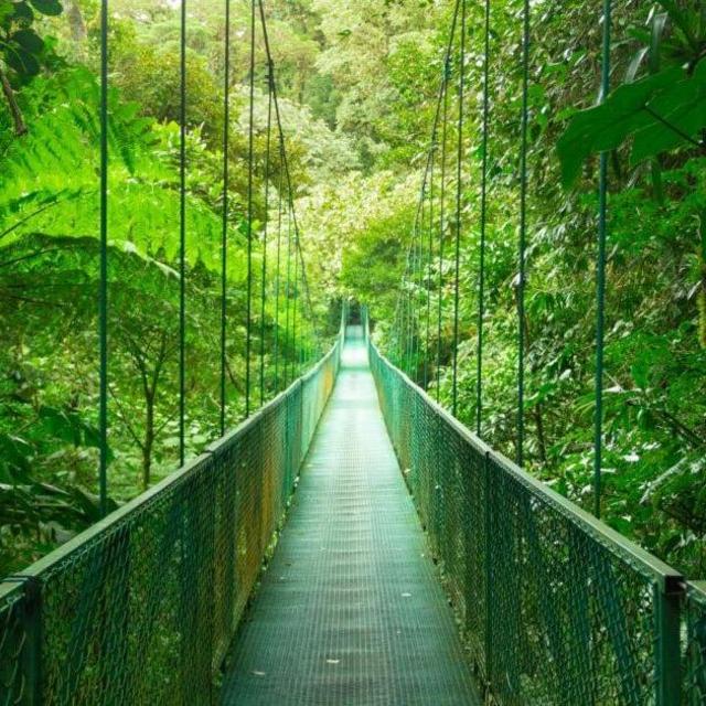 Honeymoon - Rainforest Hanging Bridge Tour