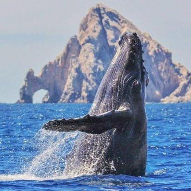 Whale Watching Tour in Cabo