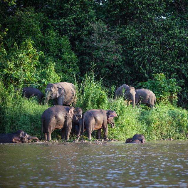 Honeymoon in Borneo