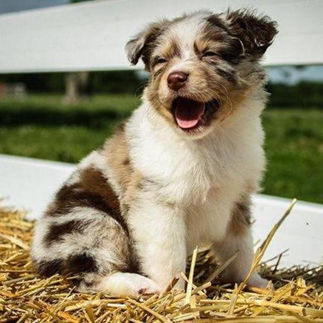 Puppy Fund!