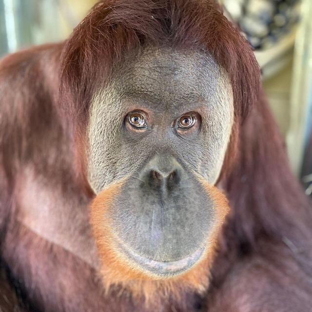 Center for Great Apes donation