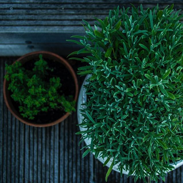 Plants for the new house - Portland Nursery Gift Card