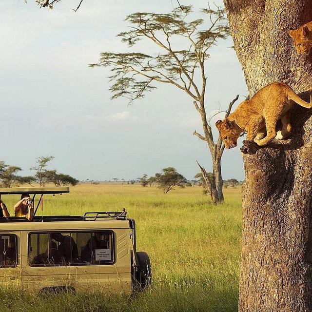 Safari day trip in Nairobi, Kenya