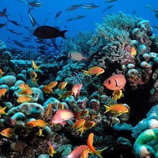 Snorkeling Trip Zanzibar Island, Tanzania