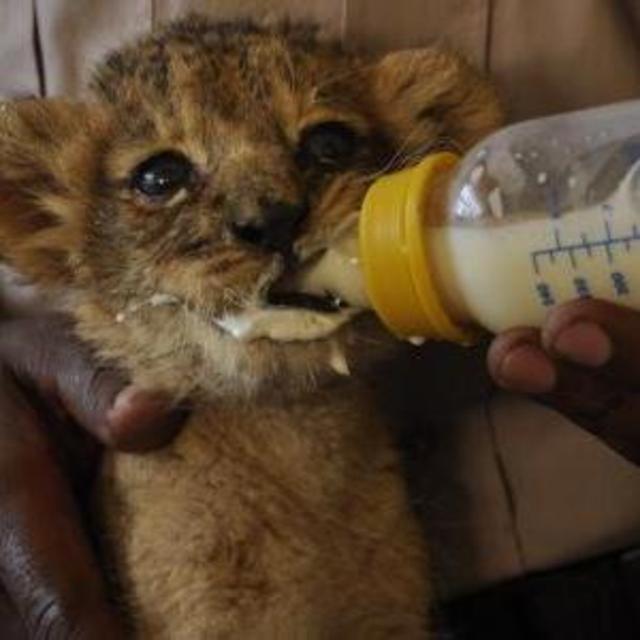 Wildlife orphanage tour Nairobi