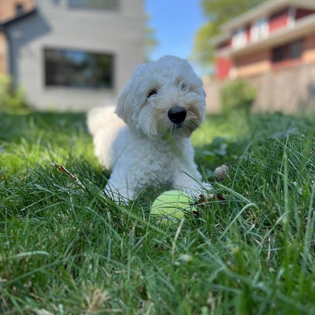 Treats and Toys for Jack