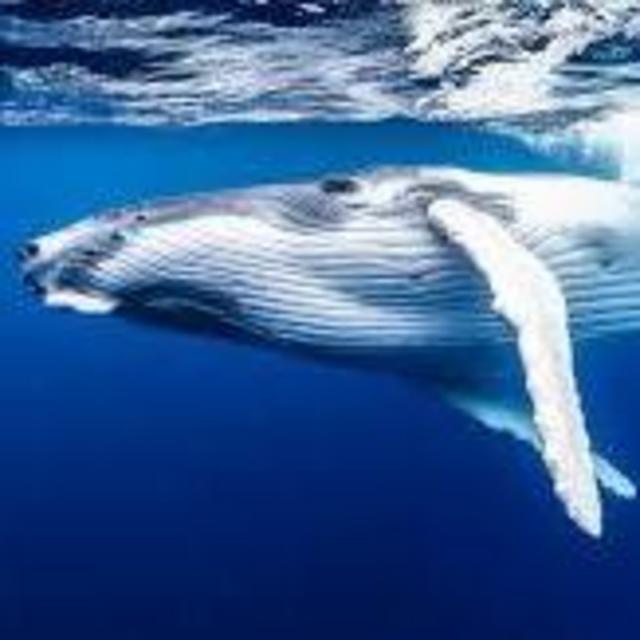 Swim with humpback whales!