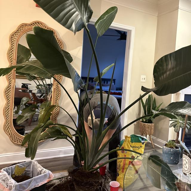 Plants and pots for our future house!