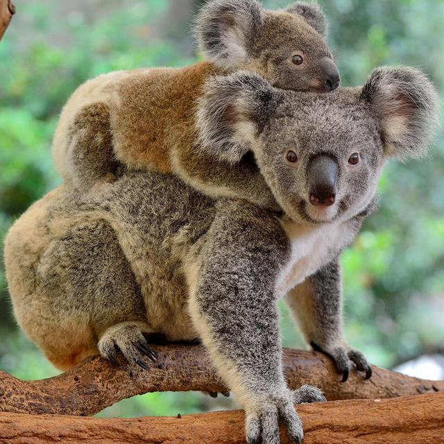 Visit to the Koala Sanctuary