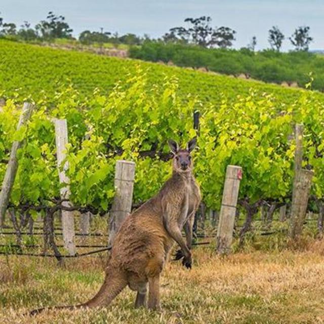 Tour of Australian Wine Country