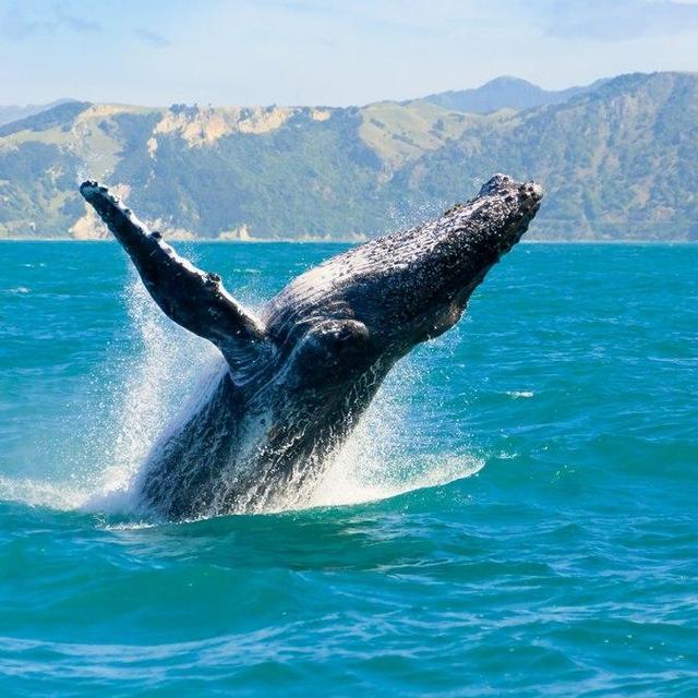 Whale Watching Tour New Zealand