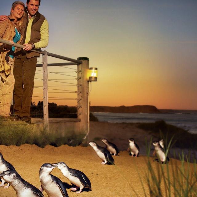 Phillip Island Penguin Tour