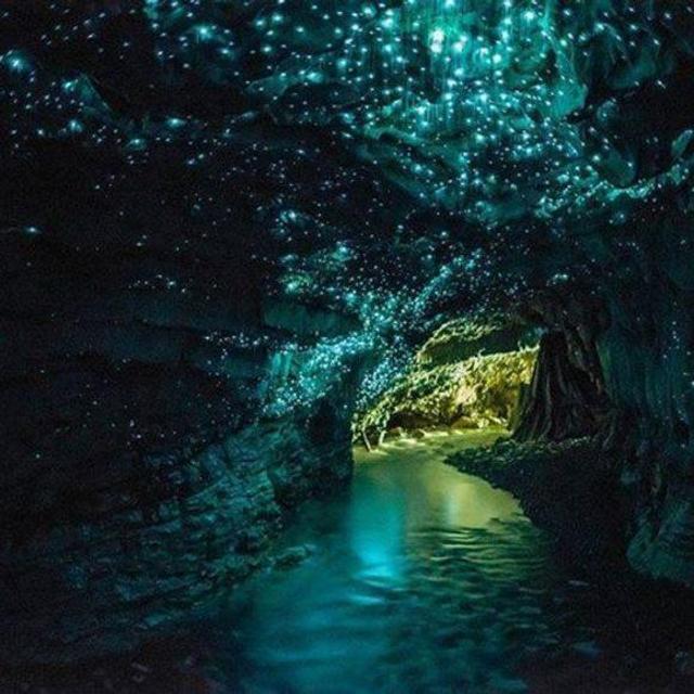 Waitomo Glowworm Cave Tour