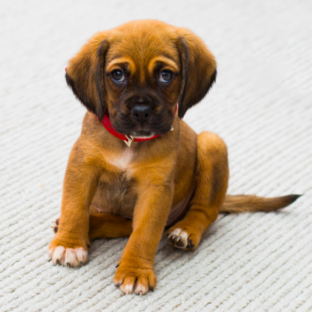 Future Puppy Fund