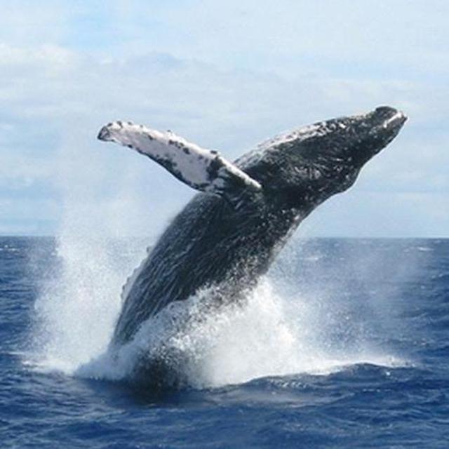 Whale Watching