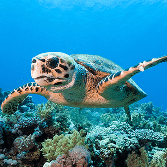 Snorkel Safari