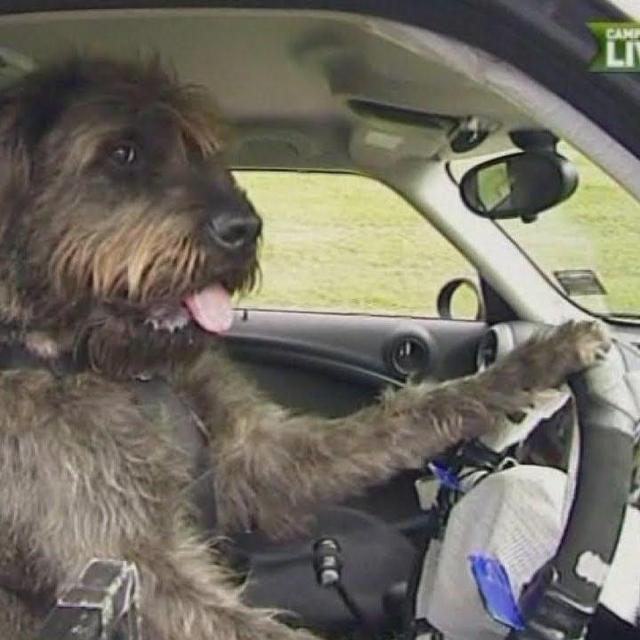 Car Rental for Cross-Country Trip with the Pets