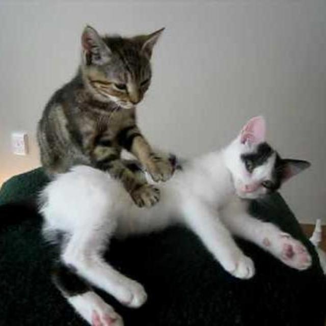 Couples Massage: 90 minutes