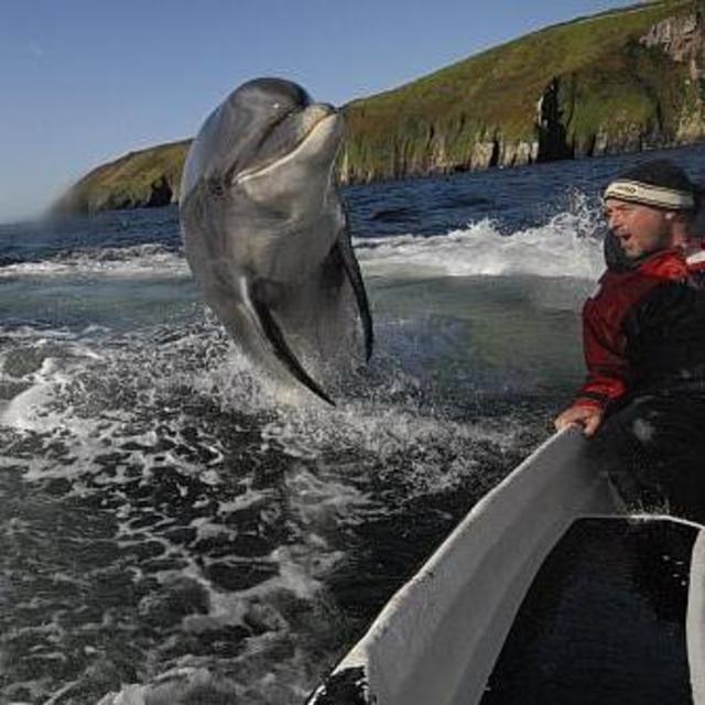 Visit with Fungie the Dolphin