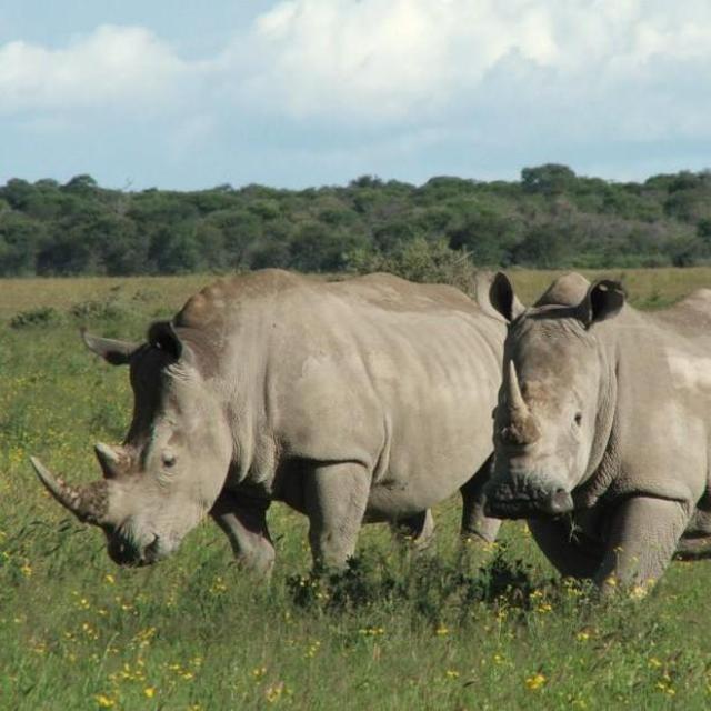 A Private Visit with the White Rhinos