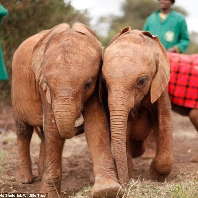 A visit with Orphaned Baby Elephants in Nairobi