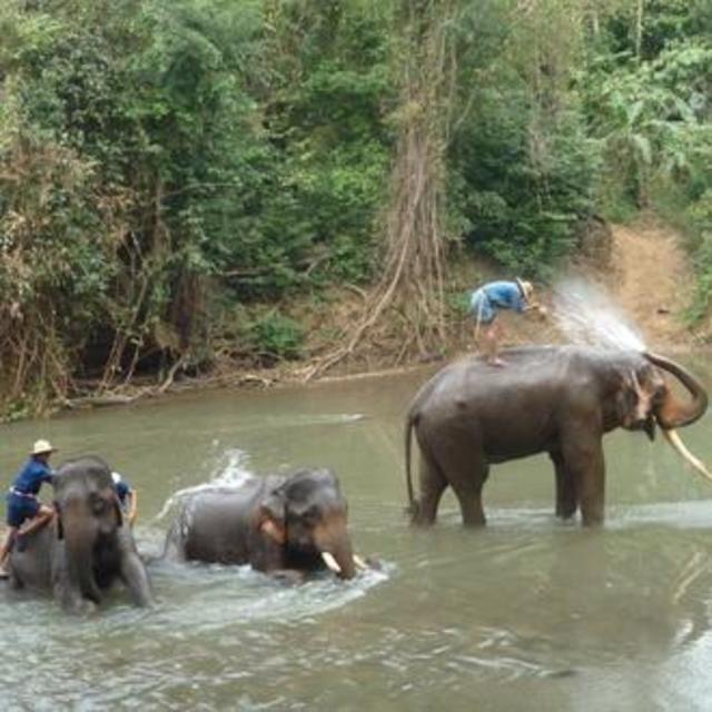 Honeymoon Elephant Kingdom Tour in Thailand