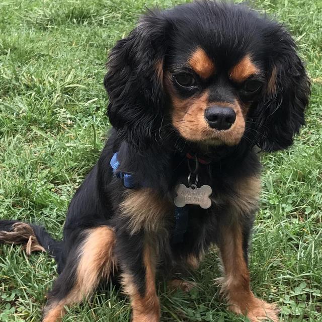 Denzel Toys, Treats and Fun