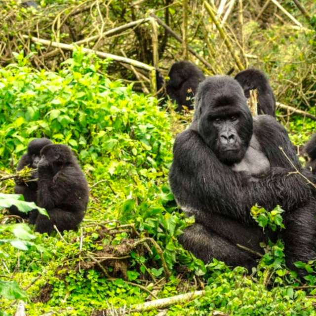 Gorilla Trek Experience