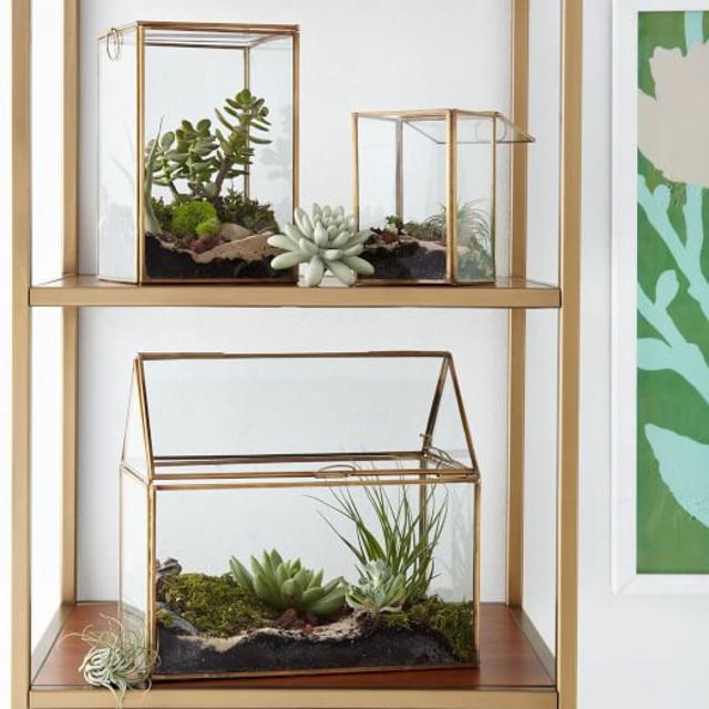 Display Box Terrariums