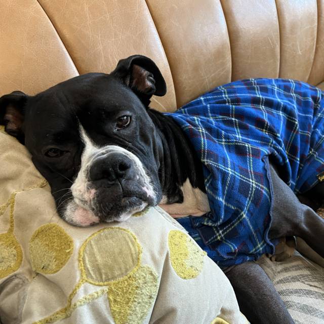 Bagel Babysitting (while we honeymoon!)