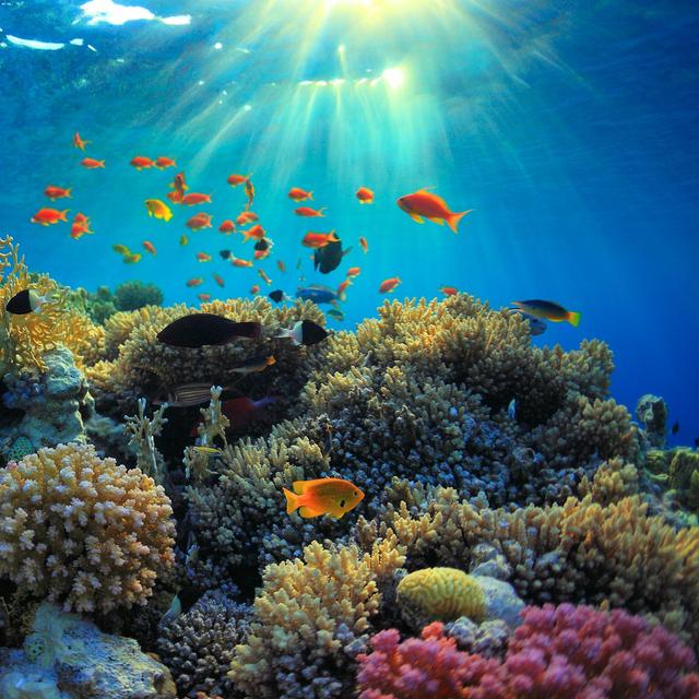 Snorkeling in Bali