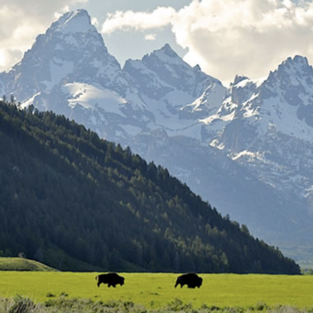 Wildlife tour in Grand Tetons National Park- Honeymoon