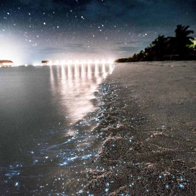 Sea Boat To See Glowing Planktons