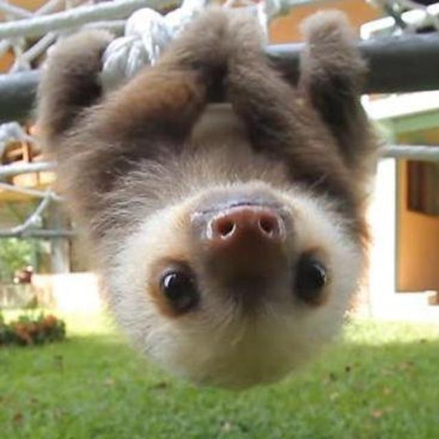 Honeymoon Excursion - Sloth & Nature Sanctuary