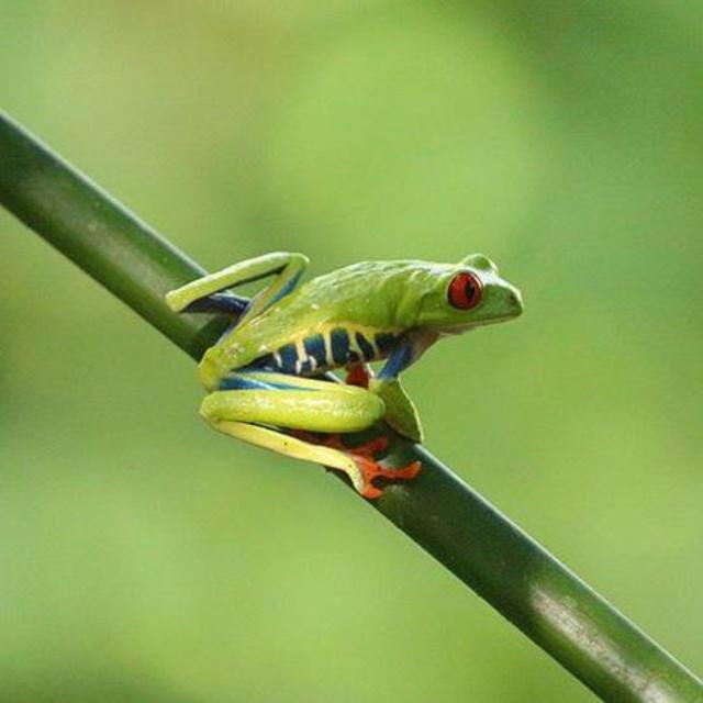 Honeymoon Excursion - Frog Watching Night Tour