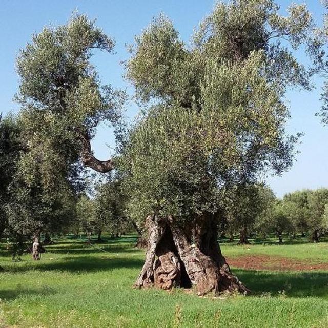 Lunch at Olive Farm