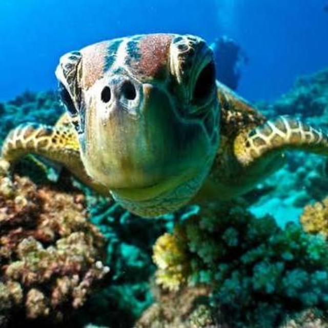 Coral Reef Snorkel Adventure