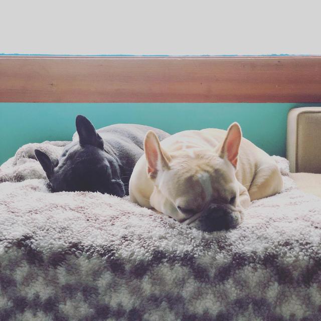 Spoil Willie & Dolly!