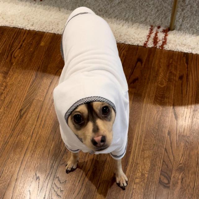 Puppy Training for John Mayer