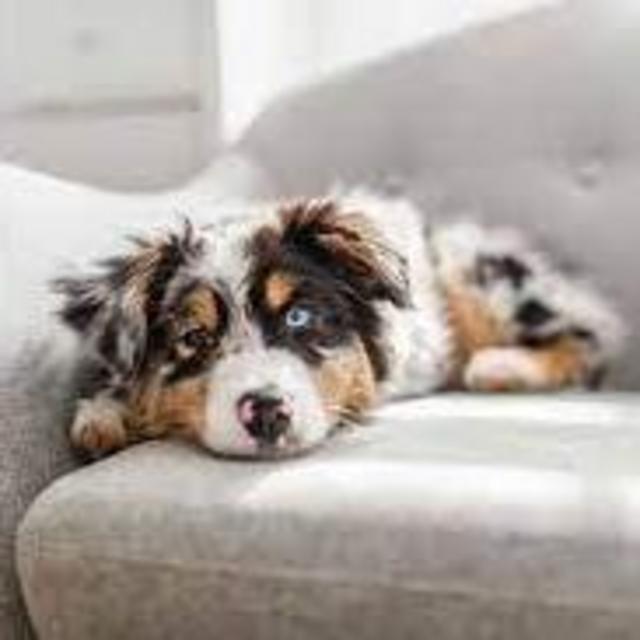 Our New Puppy