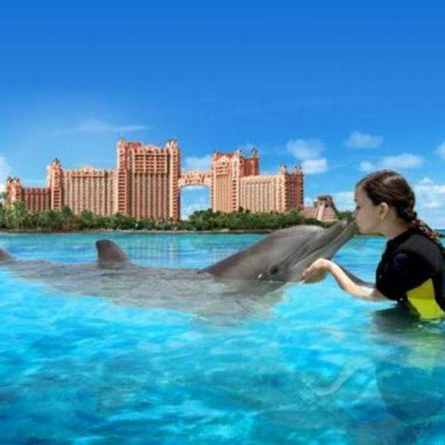 Swimming with Dolphins