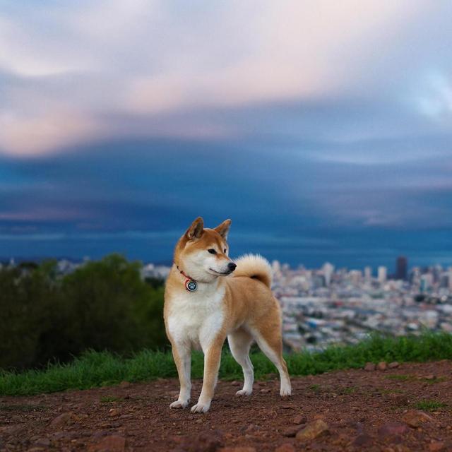 Furry Friend Fund