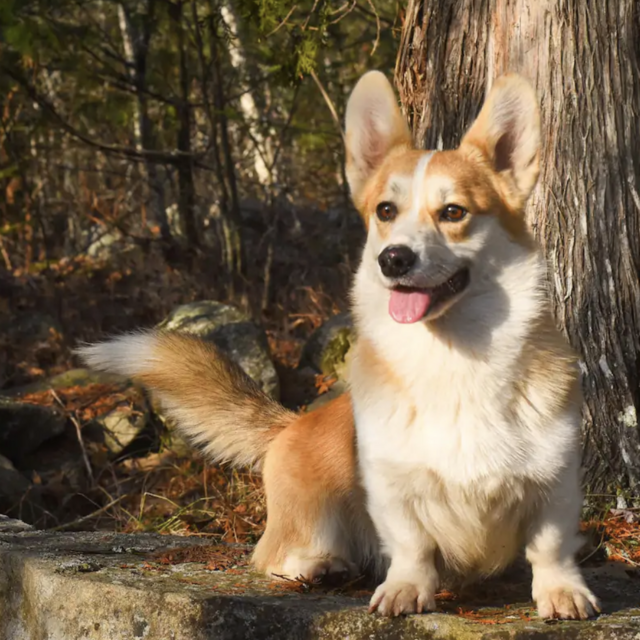 Honeymoon Experience: Corgi + Fairy Forest Tour