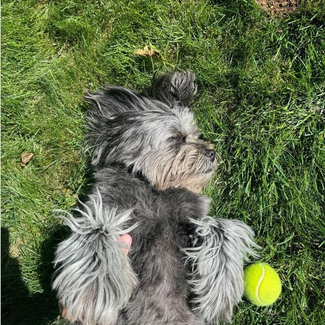 A Backyard for Maggie (attached to a home for us)