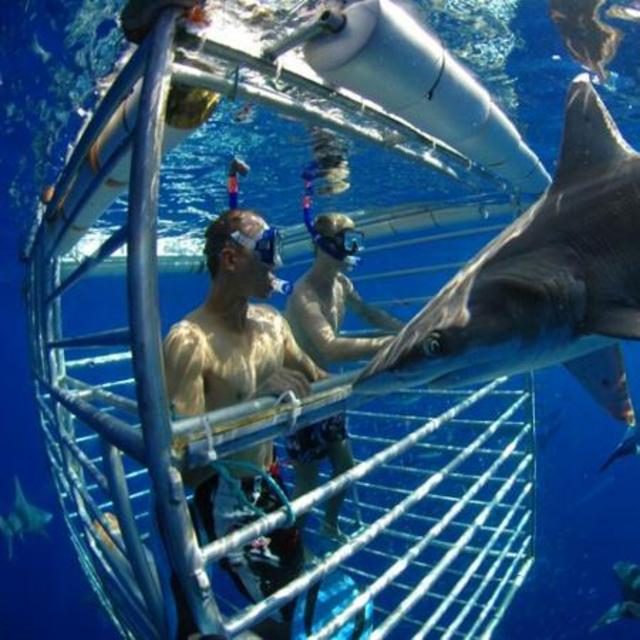 Oahu Shark Dive
