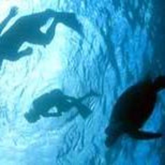 3.5 Hour Whale Watching, Swimming with WILD Dolphins, Turtle Reef Snorkeling on Oahu!!