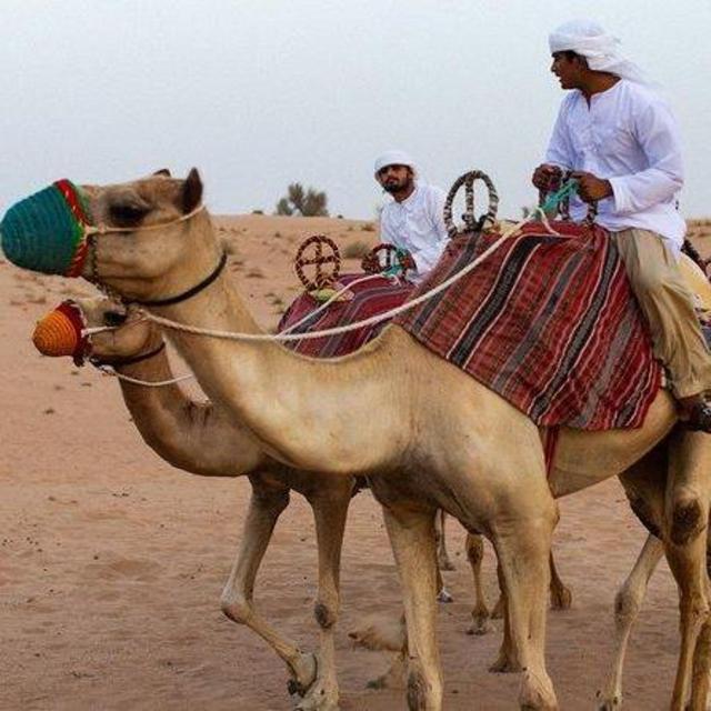 Camel Ride in the Dubai Desert