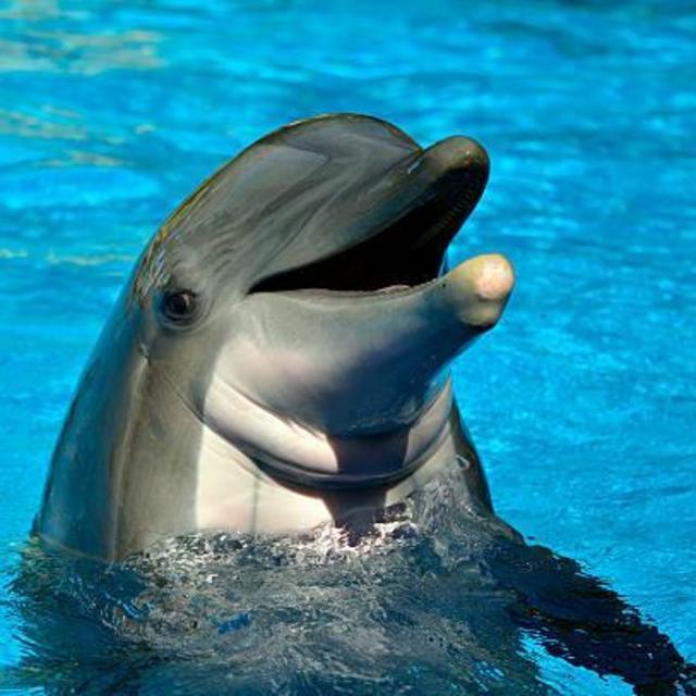 Dolphin swim!
