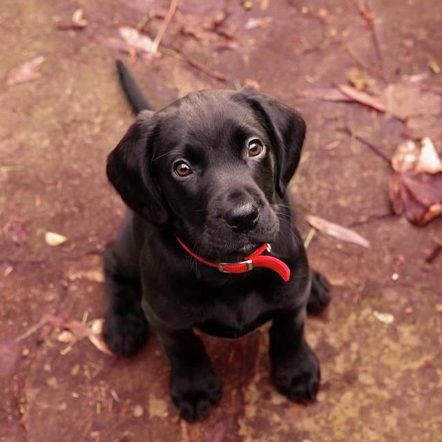 Our Puppy Fund